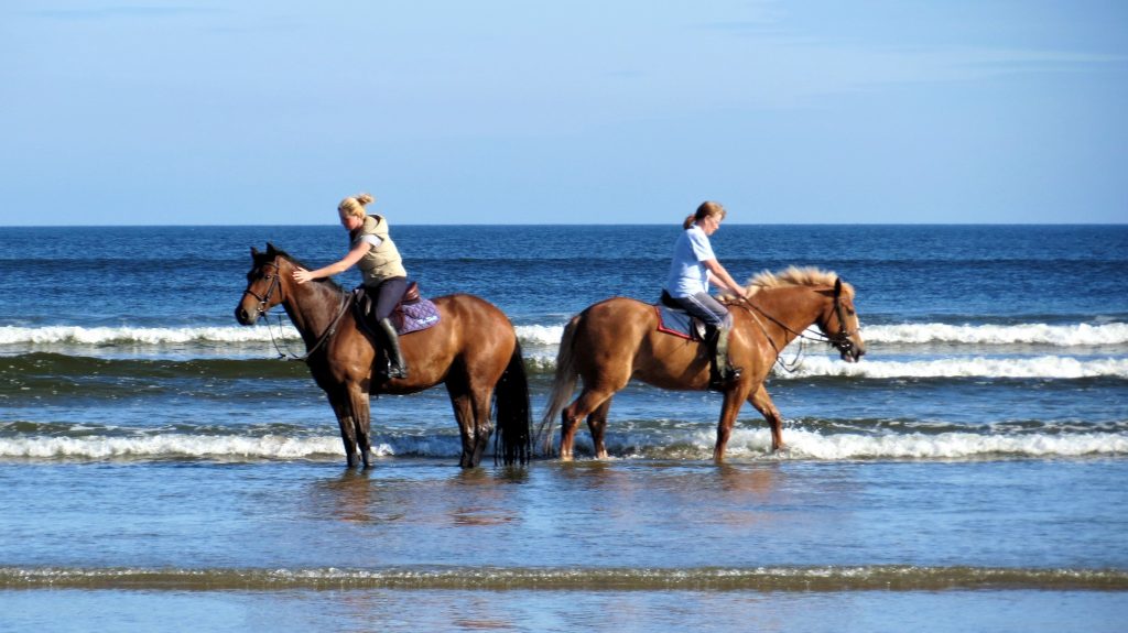 Photo of horses cooling off